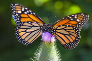 26th Jun 2024 - Butterfly Bowtie