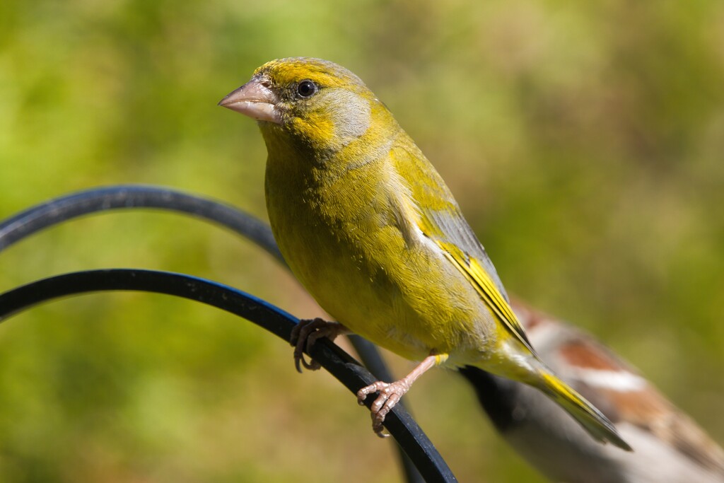 European Greenfinch by okvalle