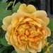 Patio Rose in garden