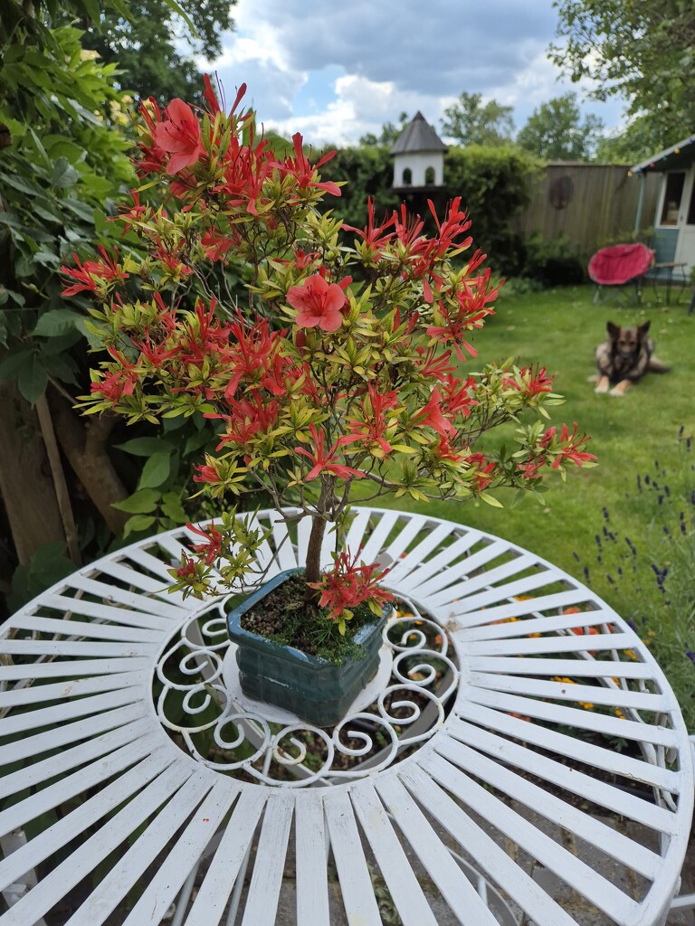 Unusual Azalea bonsai by happyteg