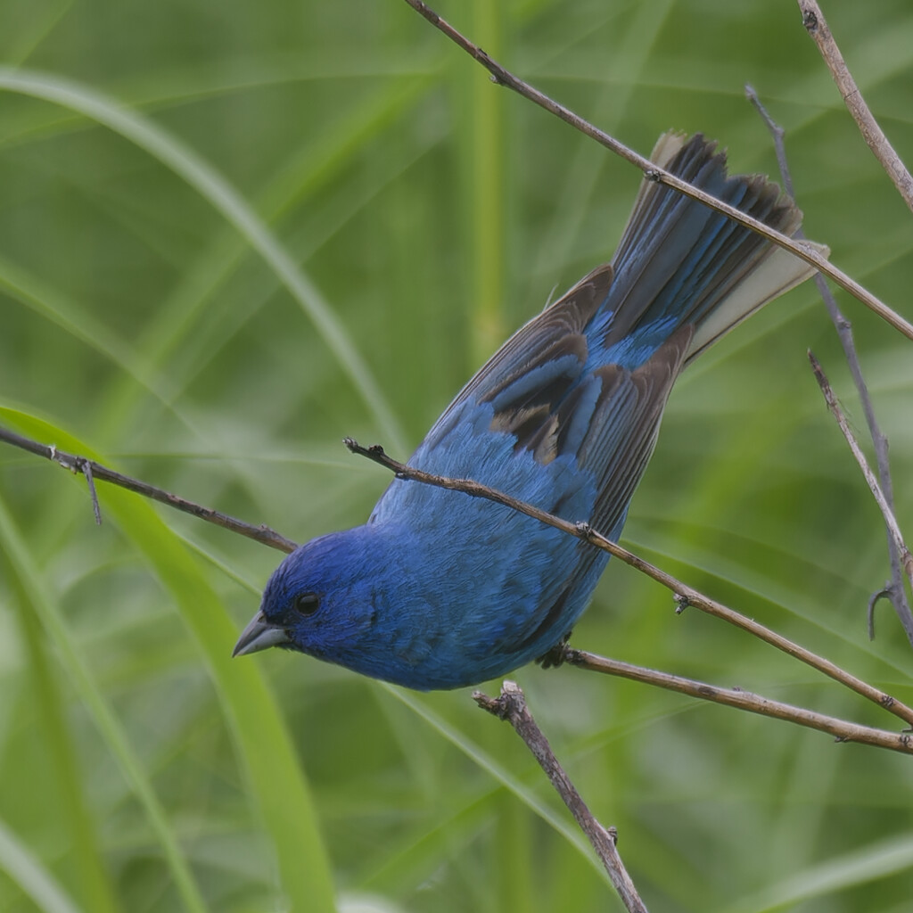 indigo bunting by rminer