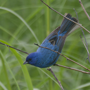 26th Jun 2024 - indigo bunting