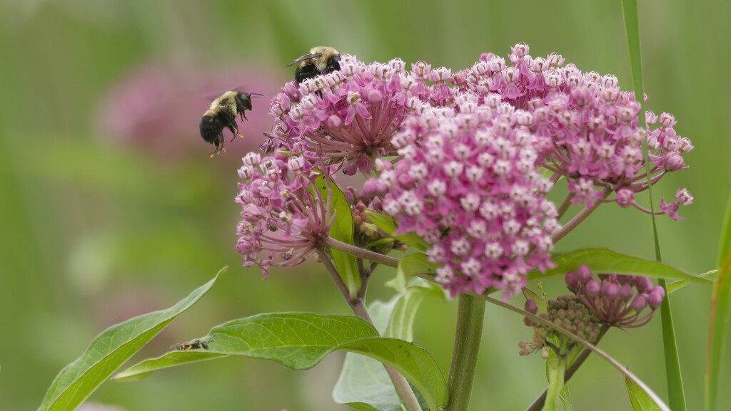 swamp milkweed and bumble bees by rminer