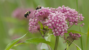 26th Jun 2024 - swamp milkweed and bumble bees