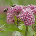 swamp milkweed and bumble bees by rminer