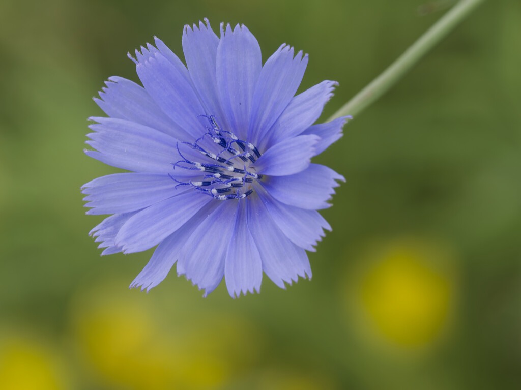 chicory by rminer