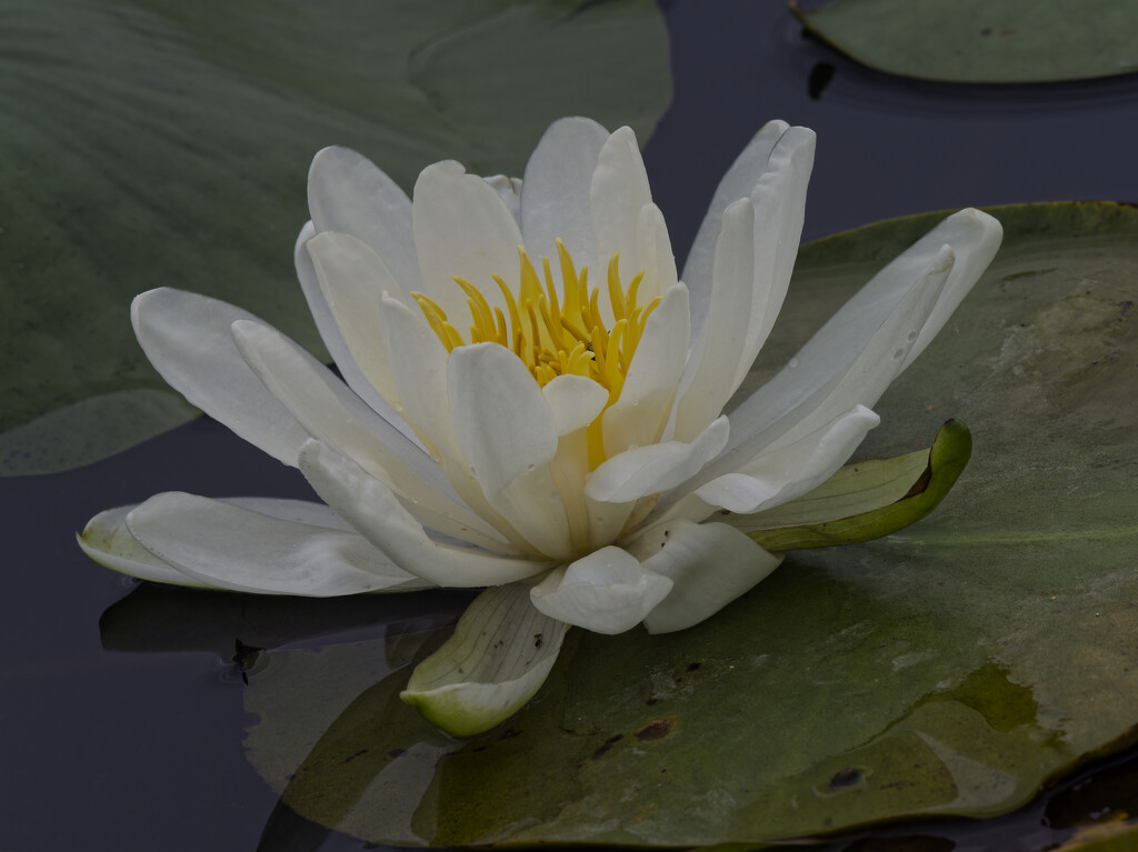 water lily by rminer