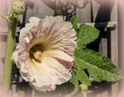 26th Jun 2024 - Hollyhock in the sun