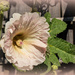 Hollyhock in the sun by busylady