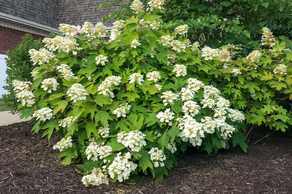 Pretty white flowers on a bush by mittens