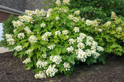 26th Jun 2024 - Pretty white flowers on a bush