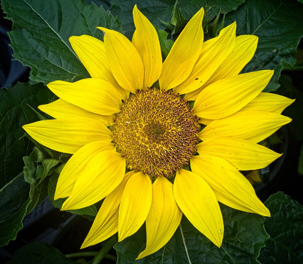 Sunflower by billyboy