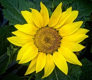 26th Jun 2024 - Sunflower