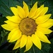 Sunflower by billyboy