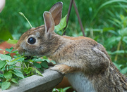 26th Jun 2024 - Nibbling Rabbit