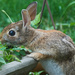Nibbling Rabbit by gardencat