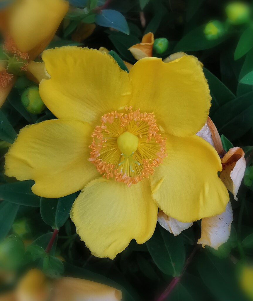 Hypericum  by plainjaneandnononsense