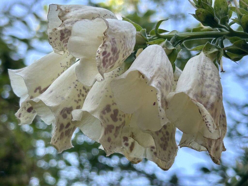 Digitalis  by phil_sandford