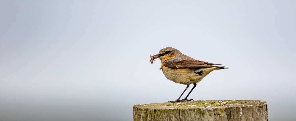 Wheatear by lifeat60degrees