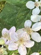 26th Jun 2024 - Bramble Flowers