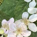 Bramble Flowers by cataylor41