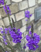 26th Jun 2024 - Purple Toadflax