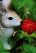 26th Jun 2024 - Wild Strawberries are Irresistible! 