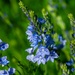 Blue flowers by elisasaeter