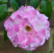 26th Jun 2024 - Pink & White Rose