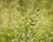 24th Jun 2024 - grasses