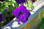 26th Jun 2024 - Purple Petunia