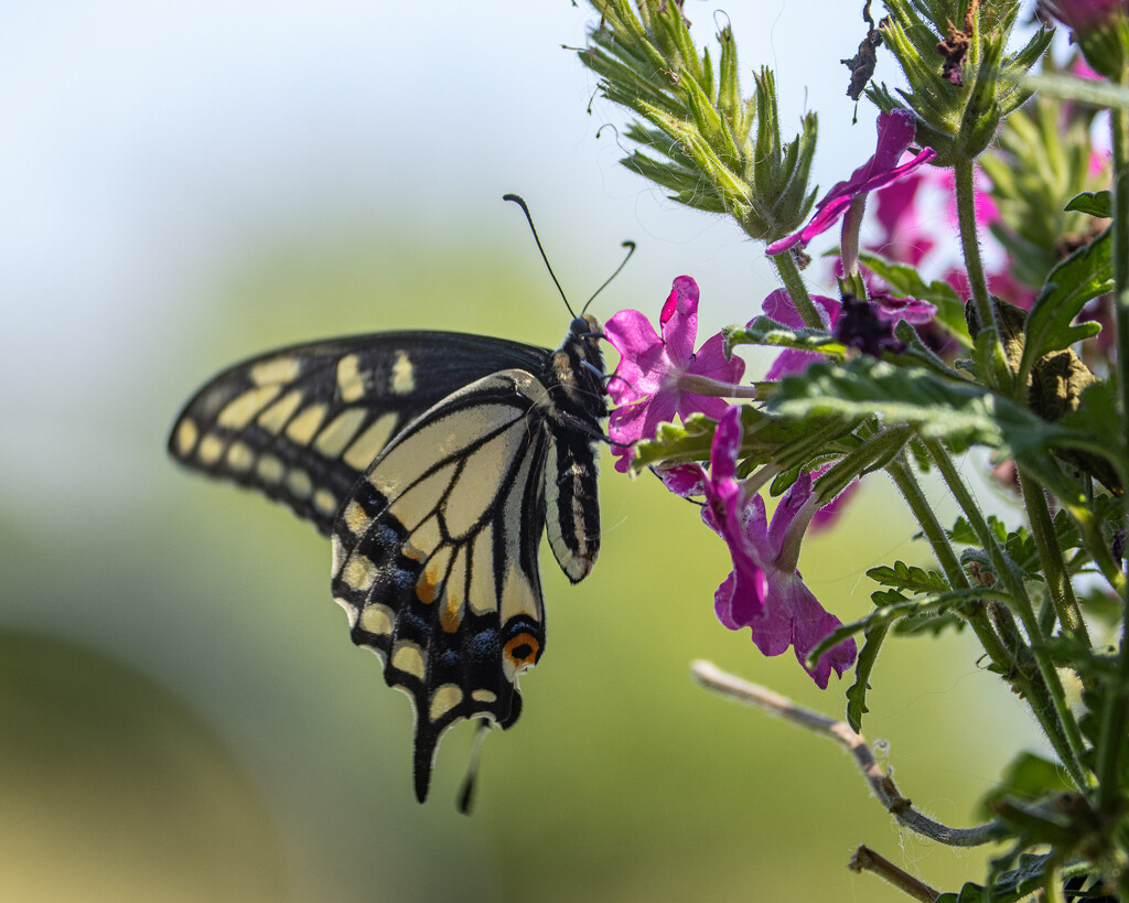swallowtail by aecasey
