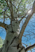 26th Jun 2024 - Reaching for the Sky: Aspen Tree