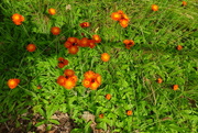 26th Jun 2024 - morning hawkbit