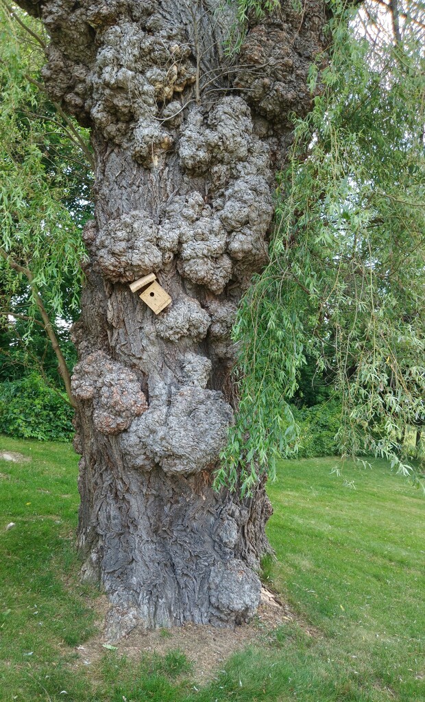 Odd-Looking Tree by bernicrumb