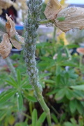 26th Jun 2024 - lupin aphids