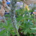 lupin aphids