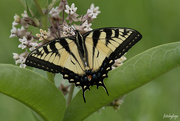 26th Jun 2024 - The swallowtail