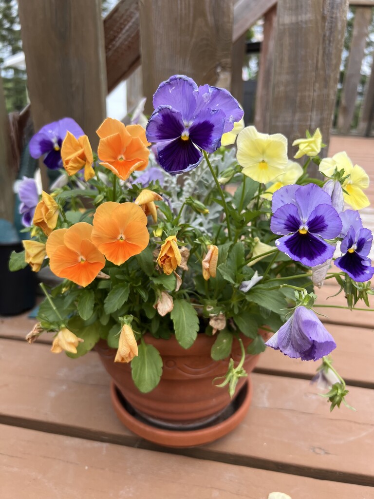 I Love Pansies  by radiogirl