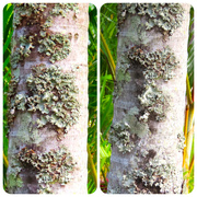 27th Jun 2024 - Lichen On Tree Trunks ~