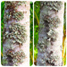Lichen On Tree Trunks ~ by happysnaps
