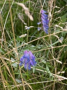 26th Jun 2024 - Bird vetch