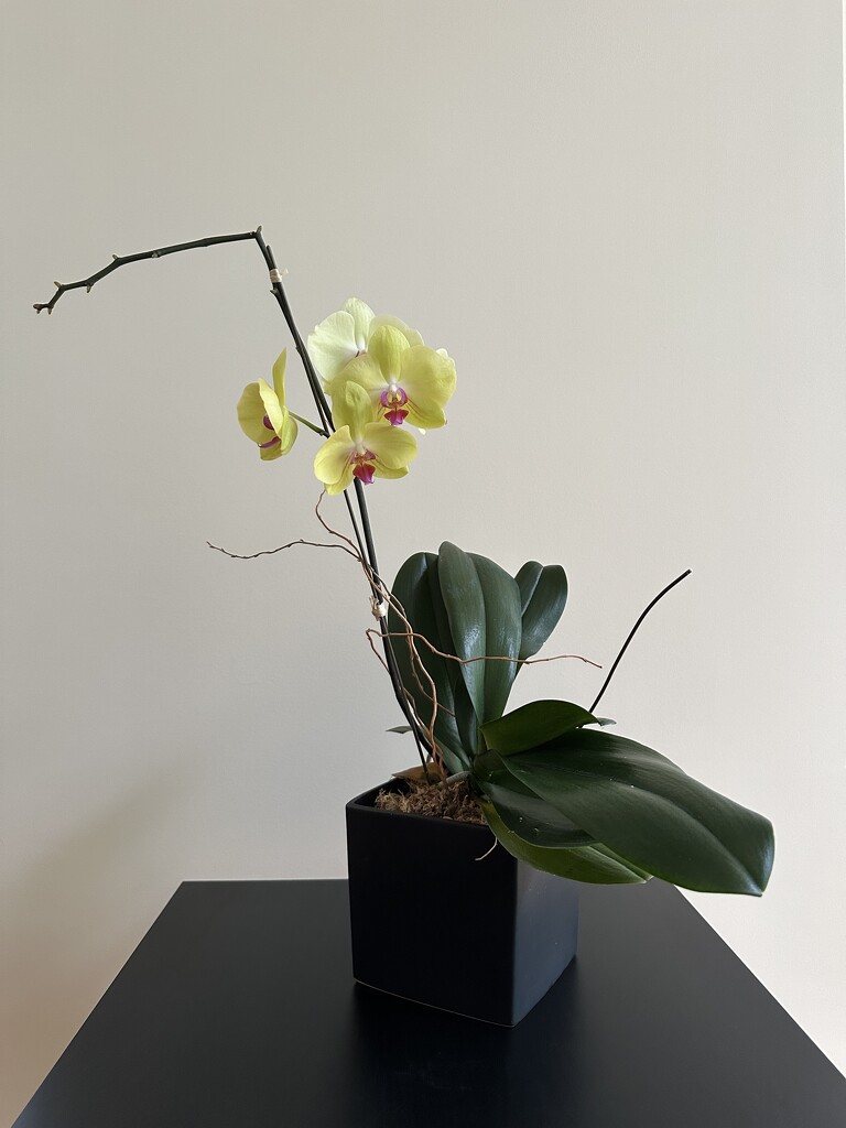Yellow Orchid by pjbedard