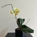 Yellow Orchid by pjbedard