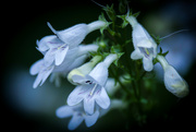 26th Jun 2024 -  Foxglove Beardtongue (Penstemon digitalis)