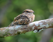 26th Jun 2024 - Ladder-tailed Nightjar