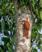 25th Jun 2024 - Long-billed Woodcreeper 