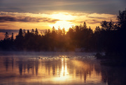 26th Jun 2024 - Canada Geese Sunrise