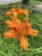 25th Jun 2024 - Day lily 