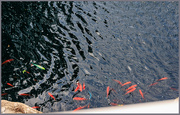 26th Jun 2024 - Fish in Pond